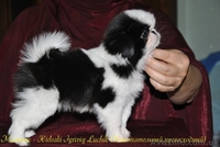 подрощенные  щенки японского хина, с документами КСУ - <ro>Изображение</ro><ru>Изображение</ru> #1, <ru>Объявление</ru> #437032