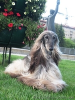 Перспективные щенки афгана шоу-класса в Новосибирске - <ro>Изображение</ro><ru>Изображение</ru> #2, <ru>Объявление</ru> #856481