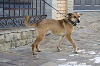 Ищет дом жизнерадостный паренек Рекс! - <ro>Изображение</ro><ru>Изображение</ru> #2, <ru>Объявление</ru> #861729