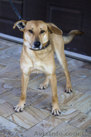 Ищет дом жизнерадостный паренек Рекс! - <ro>Изображение</ro><ru>Изображение</ru> #3, <ru>Объявление</ru> #861729