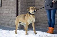 Ищет дом жизнерадостный паренек Рекс! - <ro>Изображение</ro><ru>Изображение</ru> #4, <ru>Объявление</ru> #861729