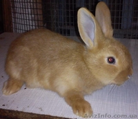 Рыжие бургундцы - мясная порода - <ro>Изображение</ro><ru>Изображение</ru> #1, <ru>Объявление</ru> #856168