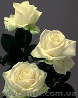 саженцы роз, кусты роз, посадочный материал для теплиц. - <ro>Изображение</ro><ru>Изображение</ru> #3, <ru>Объявление</ru> #871231