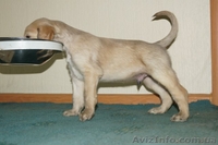 Перспективные щенки афгана шоу-класса в Новосибирске - <ro>Изображение</ro><ru>Изображение</ru> #6, <ru>Объявление</ru> #856481