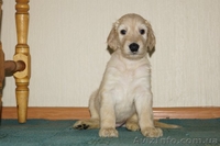 Перспективные щенки афгана шоу-класса в Новосибирске - <ro>Изображение</ro><ru>Изображение</ru> #3, <ru>Объявление</ru> #856481