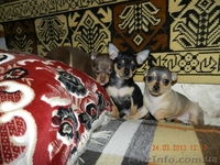 Мини той-терьеры! - <ro>Изображение</ro><ru>Изображение</ru> #2, <ru>Объявление</ru> #871496