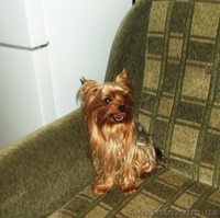 Вязки, проверенные многоплодные кобели йоркширского терьера - <ro>Изображение</ro><ru>Изображение</ru> #1, <ru>Объявление</ru> #863930