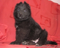 Немецкая овчарка черного окраса - <ro>Изображение</ro><ru>Изображение</ru> #2, <ru>Объявление</ru> #858172