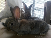 Крупные племенные кролики  - <ro>Изображение</ro><ru>Изображение</ru> #2, <ru>Объявление</ru> #856171