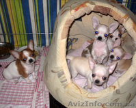 Миниатюрный мальчик чихуахуа для вязок. - <ro>Изображение</ro><ru>Изображение</ru> #3, <ru>Объявление</ru> #855809