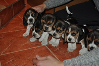 Продам замчательных щеночков бигль - <ro>Изображение</ro><ru>Изображение</ru> #2, <ru>Объявление</ru> #858819