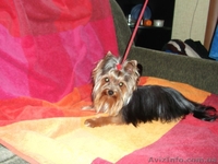 Вязки, проверенные многоплодные кобели йоркширского терьера - <ro>Изображение</ro><ru>Изображение</ru> #2, <ru>Объявление</ru> #863930