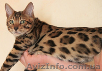 Бенгальские котята ищут хозяев - <ro>Изображение</ro><ru>Изображение</ru> #6, <ru>Объявление</ru> #871933