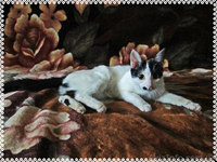 Мілка, 6 місяців, в добрі руки! - <ro>Изображение</ro><ru>Изображение</ru> #1, <ru>Объявление</ru> #852332