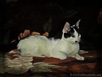 Мілка, 6 місяців, в добрі руки! - <ro>Изображение</ro><ru>Изображение</ru> #2, <ru>Объявление</ru> #852332