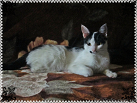 Мілка, 6 місяців, в добрі руки! - <ro>Изображение</ro><ru>Изображение</ru> #3, <ru>Объявление</ru> #852332