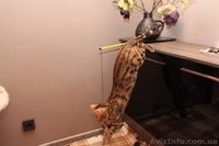 Бенгальские котята ищут хозяев - <ro>Изображение</ro><ru>Изображение</ru> #7, <ru>Объявление</ru> #871933