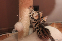 Бенгальские котята ищут хозяев - <ro>Изображение</ro><ru>Изображение</ru> #2, <ru>Объявление</ru> #871933