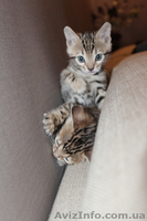 Бенгальские котята ищут хозяев - <ro>Изображение</ro><ru>Изображение</ru> #3, <ru>Объявление</ru> #871933