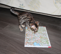 Бенгальские котята ищут хозяев - <ro>Изображение</ro><ru>Изображение</ru> #4, <ru>Объявление</ru> #871933