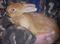 Рыжие бургундцы - мясная порода - <ro>Изображение</ro><ru>Изображение</ru> #3, <ru>Объявление</ru> #856168