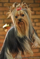 Мальчик йорик приглашает на вязку - <ro>Изображение</ro><ru>Изображение</ru> #1, <ru>Объявление</ru> #866459