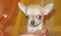 Вязка -  чихуахуа - <ro>Изображение</ro><ru>Изображение</ru> #2, <ru>Объявление</ru> #866466