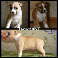 Подрощеный  щенок Мальчики Ам. Стафф. Терьер., - <ro>Изображение</ro><ru>Изображение</ru> #3, <ru>Объявление</ru> #366330