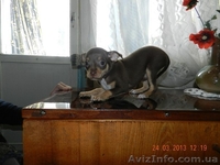 Мини той-терьеры! - <ro>Изображение</ro><ru>Изображение</ru> #3, <ru>Объявление</ru> #871496