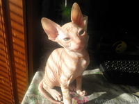 Очаровательные донские сфинксы - <ro>Изображение</ro><ru>Изображение</ru> #1, <ru>Объявление</ru> #842506