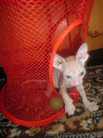 Очаровательные донские сфинксы - <ro>Изображение</ro><ru>Изображение</ru> #3, <ru>Объявление</ru> #842506