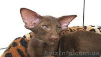 Стильные ориентальные котята - <ro>Изображение</ro><ru>Изображение</ru> #1, <ru>Объявление</ru> #814554