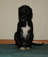 Перспективные щенки афгана шоу-класса в Новосибирске - <ro>Изображение</ro><ru>Изображение</ru> #4, <ru>Объявление</ru> #856481