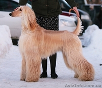 Перспективные щенки афгана шоу-класса в Новосибирске - <ro>Изображение</ro><ru>Изображение</ru> #1, <ru>Объявление</ru> #856481