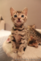 Бенгальские котята ищут хозяев - <ro>Изображение</ro><ru>Изображение</ru> #1, <ru>Объявление</ru> #871933