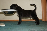 Перспективные щенки афгана шоу-класса в Новосибирске - <ro>Изображение</ro><ru>Изображение</ru> #5, <ru>Объявление</ru> #856481