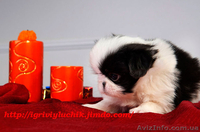 щенок японского хина, кобель - <ro>Изображение</ro><ru>Изображение</ru> #7, <ru>Объявление</ru> #338920