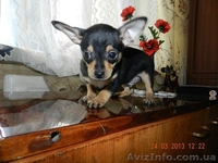Мини той-терьеры! - <ro>Изображение</ro><ru>Изображение</ru> #1, <ru>Объявление</ru> #871496