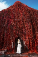 Принимаются заказы на СВАДЕБНЫЙ СЕЗОН 2013!!! - <ro>Изображение</ro><ru>Изображение</ru> #1, <ru>Объявление</ru> #857421