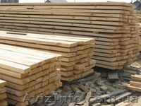 Лиственница сибирская Киев - <ro>Изображение</ro><ru>Изображение</ru> #7, <ru>Объявление</ru> #857880