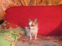 срочно  продам  чихуа  - <ro>Изображение</ro><ru>Изображение</ru> #1, <ru>Объявление</ru> #875273