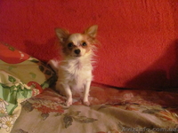 срочно  продам  чихуа  - <ro>Изображение</ro><ru>Изображение</ru> #2, <ru>Объявление</ru> #875273