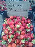 Продам киев ягоду клубники оптом и врозницу 2013 - <ro>Изображение</ro><ru>Изображение</ru> #3, <ru>Объявление</ru> #874420