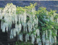 Глициния (Вистерия). Саженцы Глицинии (закрытая корневая), семена. - <ro>Изображение</ro><ru>Изображение</ru> #3, <ru>Объявление</ru> #887037