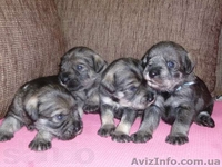  Очаровательные Щенки миттельшнауцера - <ro>Изображение</ro><ru>Изображение</ru> #2, <ru>Объявление</ru> #877816