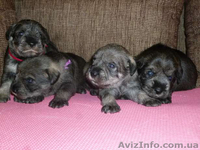  Очаровательные Щенки миттельшнауцера - <ro>Изображение</ro><ru>Изображение</ru> #1, <ru>Объявление</ru> #877816