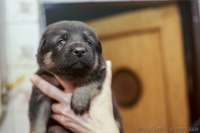 Крупные щенки немецкой овчарки!!!!!! - <ro>Изображение</ro><ru>Изображение</ru> #8, <ru>Объявление</ru> #877085