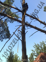 Стрижка живой изгороди, обрезка сада, обработка от вредителей. - <ro>Изображение</ro><ru>Изображение</ru> #5, <ru>Объявление</ru> #885802