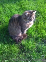 Отдам замечательного  кота Барсика в хорошие руки - <ro>Изображение</ro><ru>Изображение</ru> #1, <ru>Объявление</ru> #890357