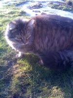 Отдам замечательного  кота Барсика в хорошие руки - <ro>Изображение</ro><ru>Изображение</ru> #2, <ru>Объявление</ru> #890357